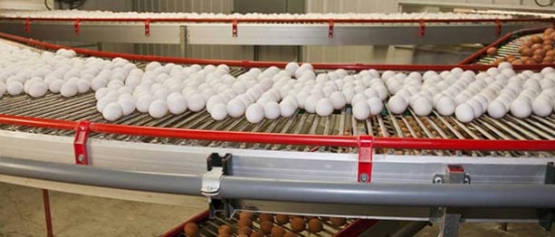 American Egg Board Egg Handling Storage