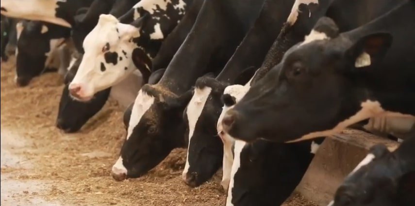 feeding-cows-Canadian-dairy-farms
