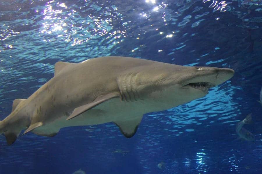 shark-swimming-at-aquarium-field-trip-square